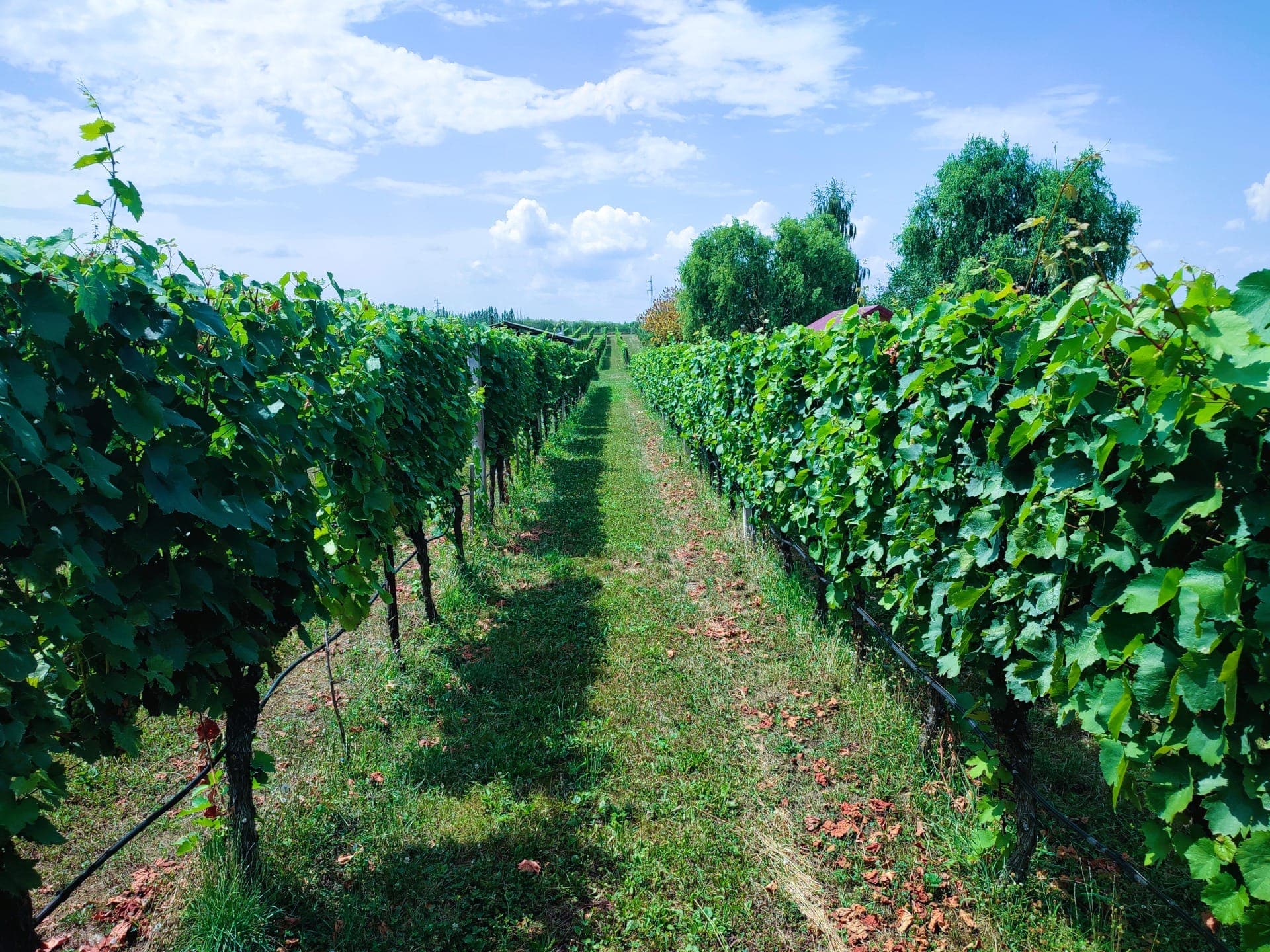 Vineyard view