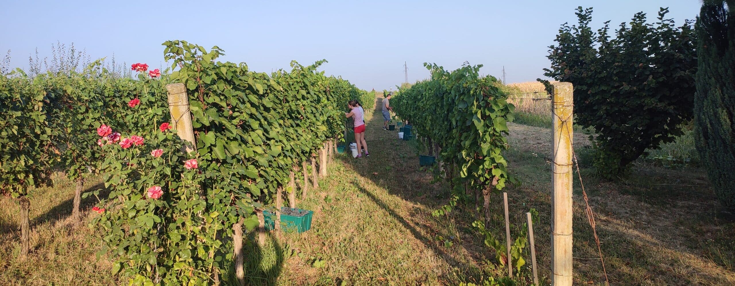 Dobrodošli na naše stranice!