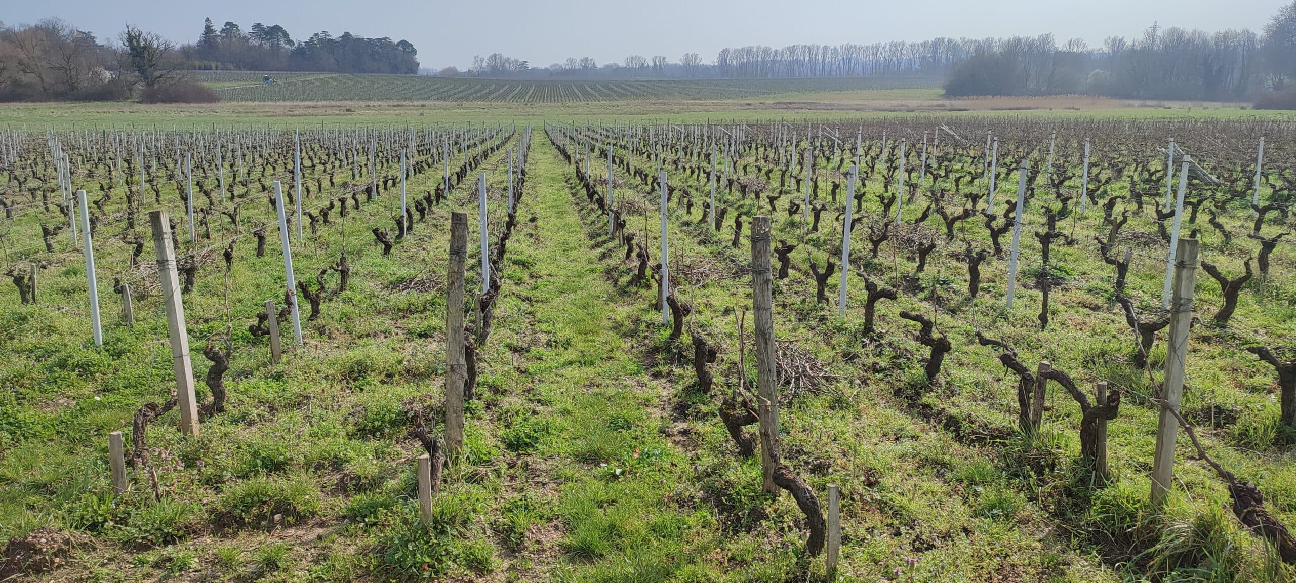 Bordeaux: vrhunska vinska regija svijeta